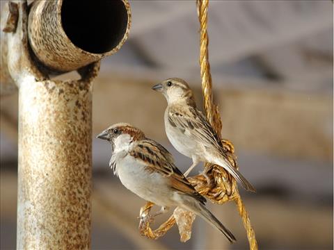 Birds - Endangered Couples
